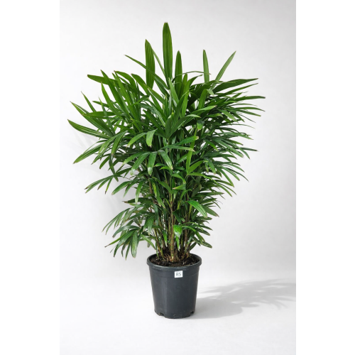 Raphis Excelsa 140-170cm